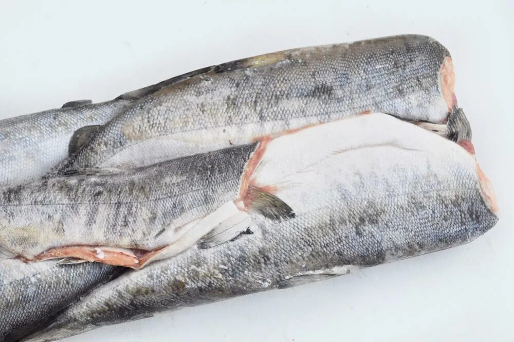 горбуша свежемороженая потрошеная. рыба кета свежемороженая. кижуч свежемороженый ~ 1. кета свежемороженая фото. кета дальневосточная.
