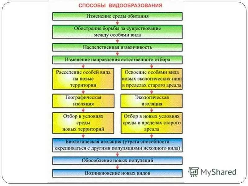 Этапы географической изоляции. Механизмы видообразования таблица. Схема процесса видообразования. Этапы видообразования схема. Способы видообразования биология 11 класс таблица.