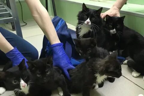 Передержка котят