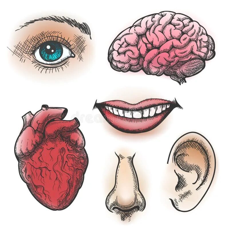 Мозг через рот. Скетчи человеческих органов.