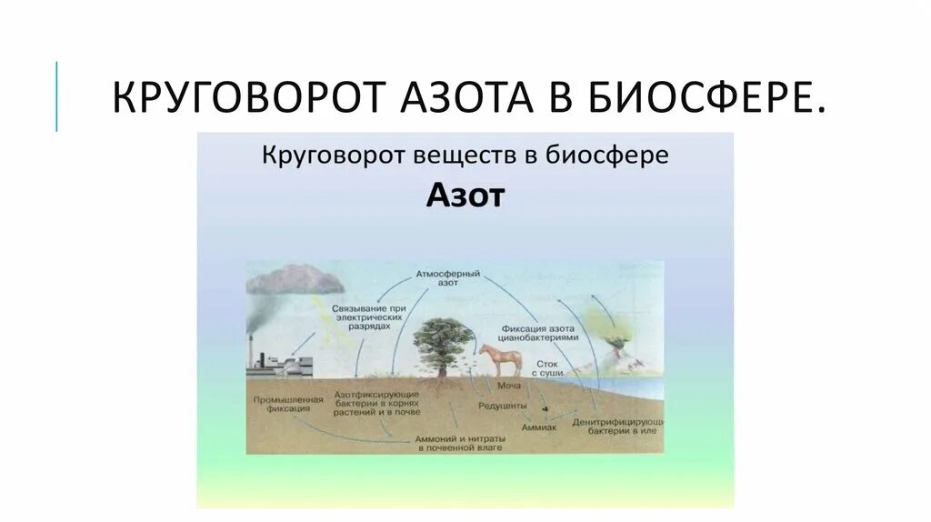 Круговорот веществ в биосфере. Биосфера круговорот биосферы. Круговорот живого вещества в биосфере. Круговорот веществ в природе Биосфера. Круговорот веществ в биосфере схема