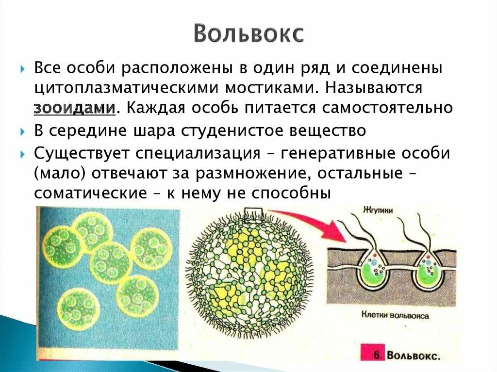 Вольвокс относится к