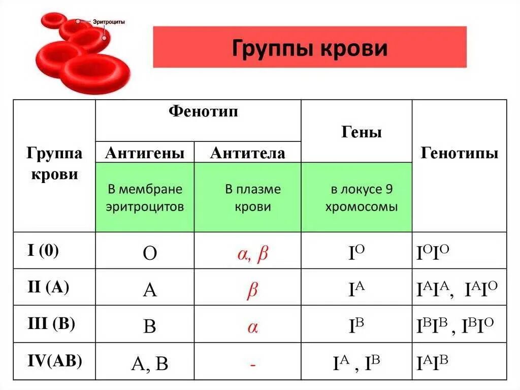 1 кровь 2