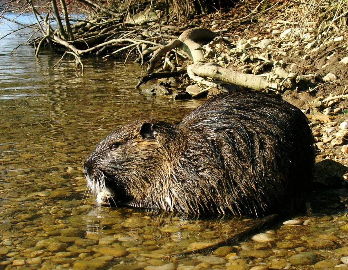 Речные животные. Myocastor coypus нутрия. Водяная крыса ондатра. Нутрия и ондатра. Водяная полёвка водяная крыса.