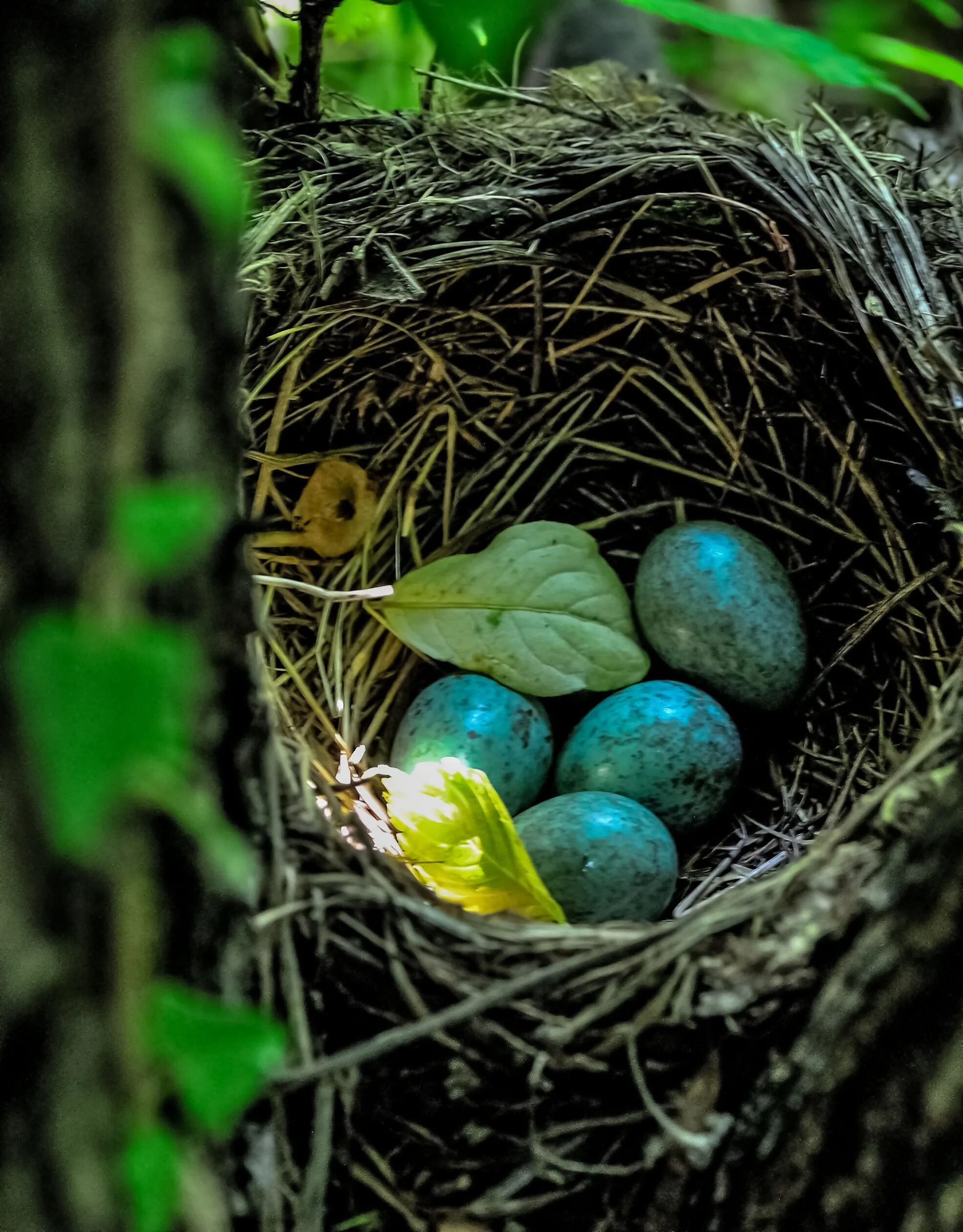 Шалашник гнездо. Птичьи яйца. Гнездо с яйцами. Голубые птичьи яйца.