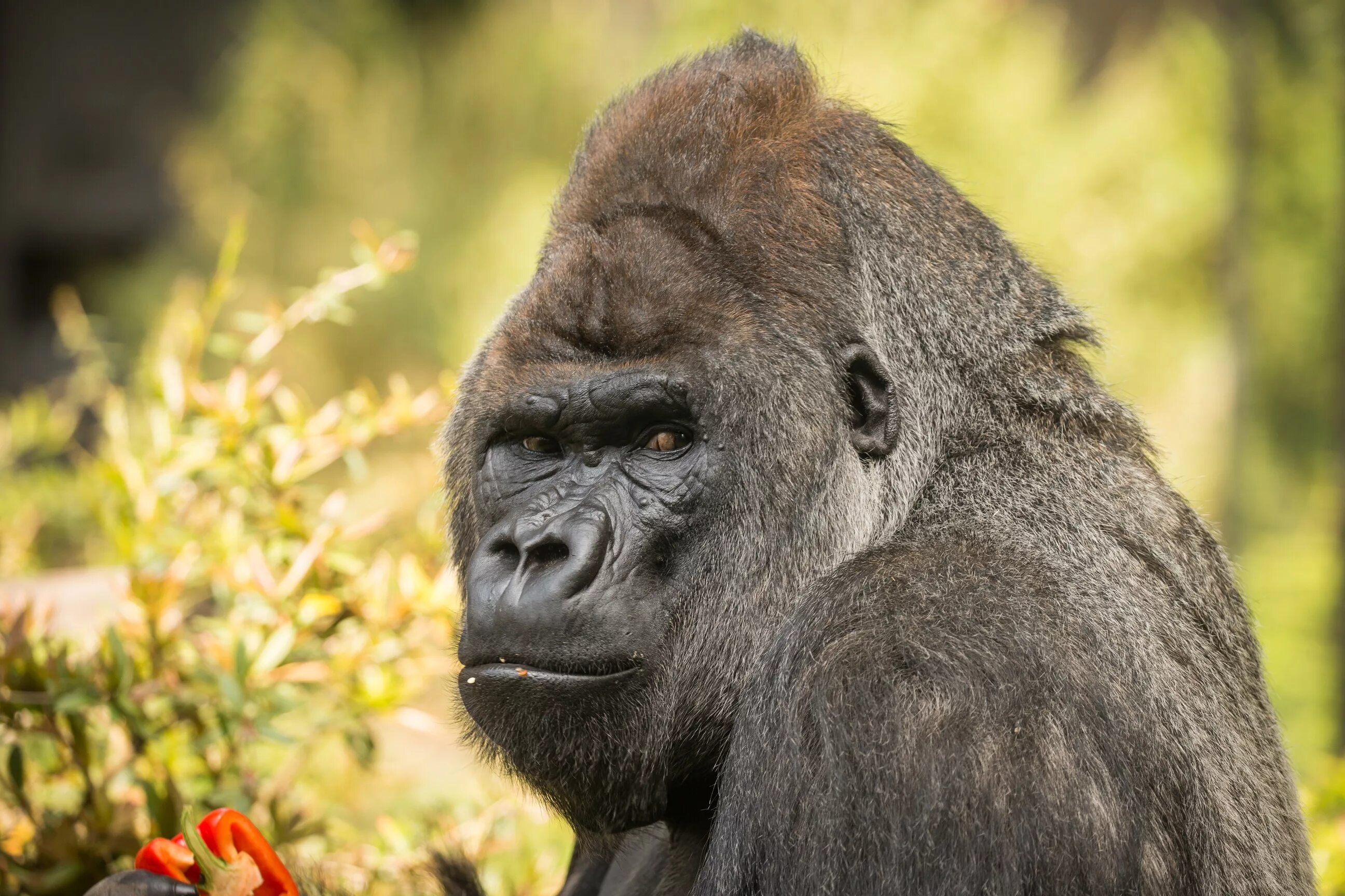 Monkey gorilla