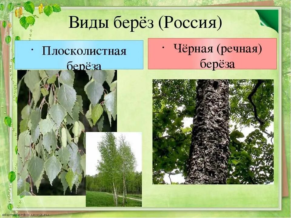 Береза какая описать. Разновидности березы. Сорта березы. Разновидности березы в России.