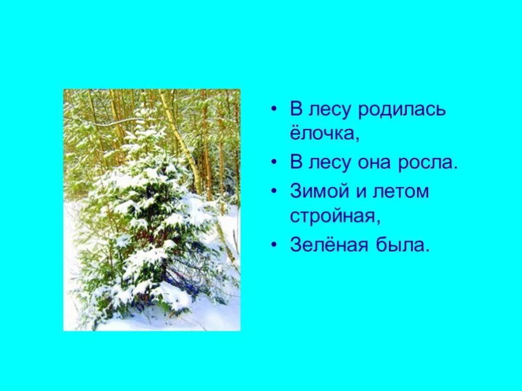 Зимою и летом елочка зеленая была. В лесу родилась елочка в лесу она росла зимой и летом. Родилась ёлочка лесу она росла зимой и летом стройная зелёная была. Зимой и летом стройная зеленая была. Стих в лесу родилась елочка в лесу она росла.