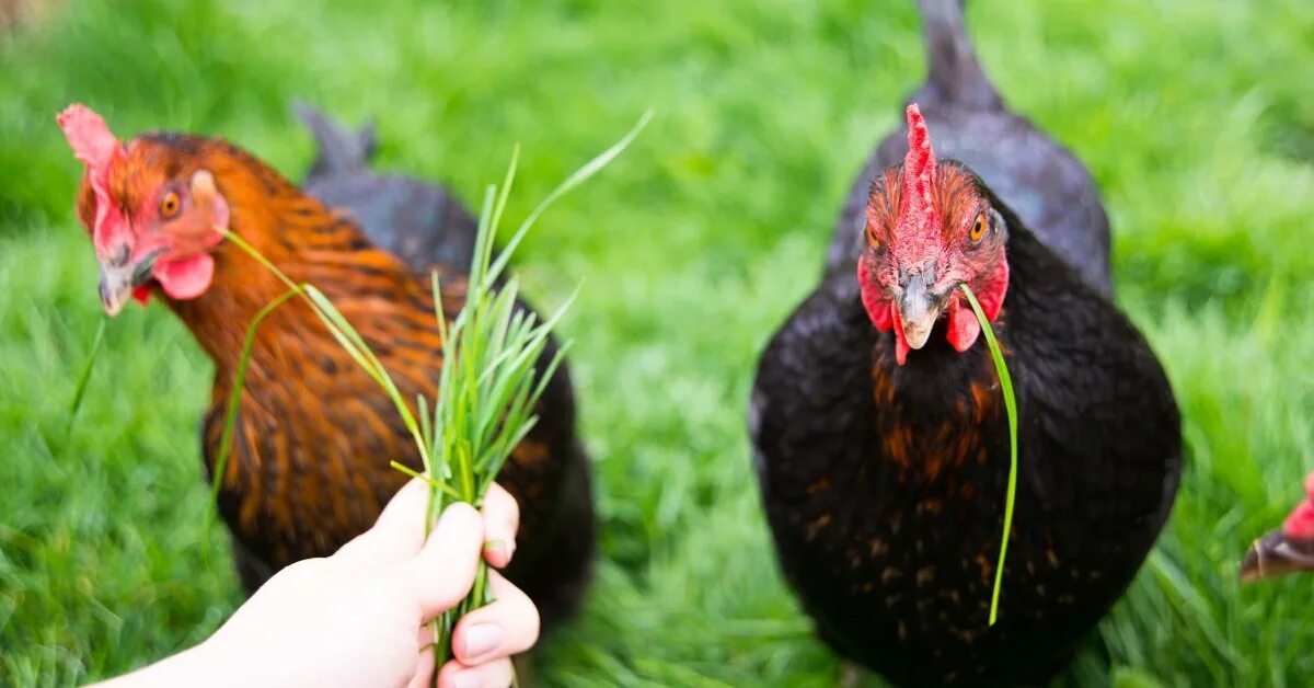 Лук курам можно дать. Сорная курица. Курица ест зелень. Куры едят траву. Трава Курочка.