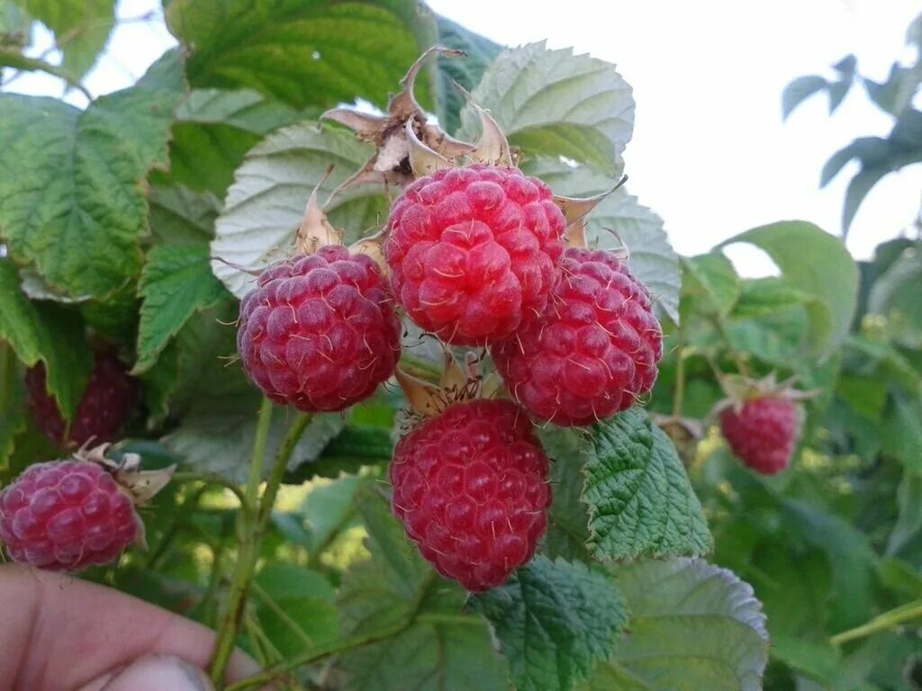 саженцы малина геракл. малина сорт атлант. малина сорт зюгана. малина верхняя. ремонтантная малина.