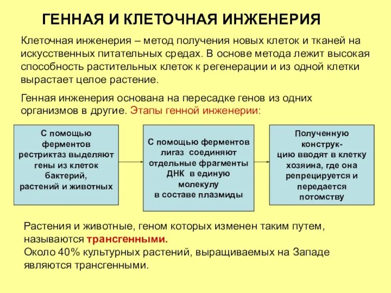 Что такое клеточная инженерия. Этапы клеточной инженерии. Методы клеточной инженерии. Основные этапы клеточной инженерии. Генная и клеточная инженерия.