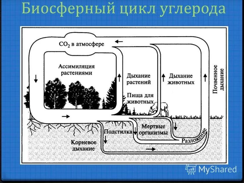 Круговорот углерода. Круговорот азота и углерода. Круговорот углерода в биосфере схема. Круговорот углерода в биосфере.