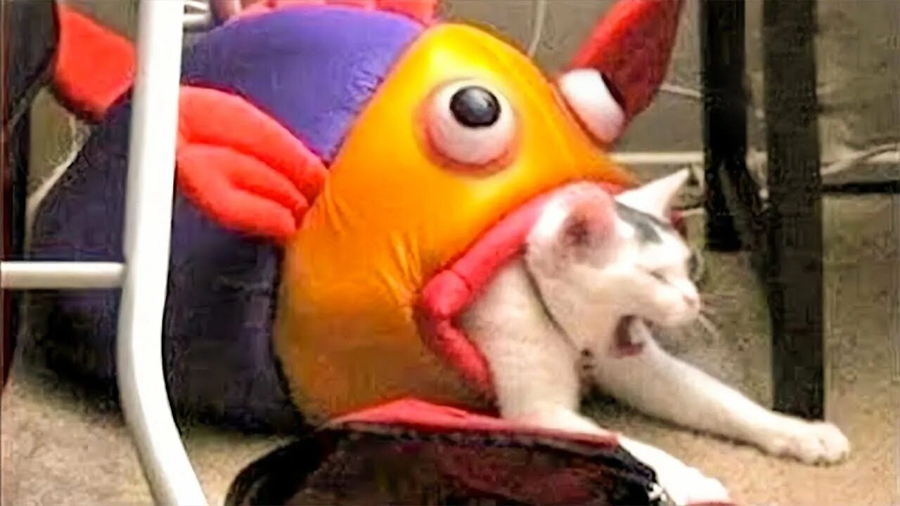 Кот который ест мем. Кот который ест мем