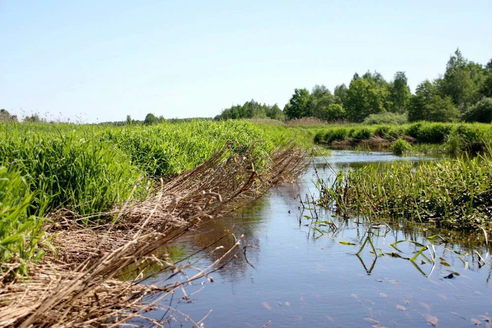 река словечна в деревне демидов наровлянского района. белоруссия речка мороша. речки беларуси. щара неман. река в белоруссии 5 букв.