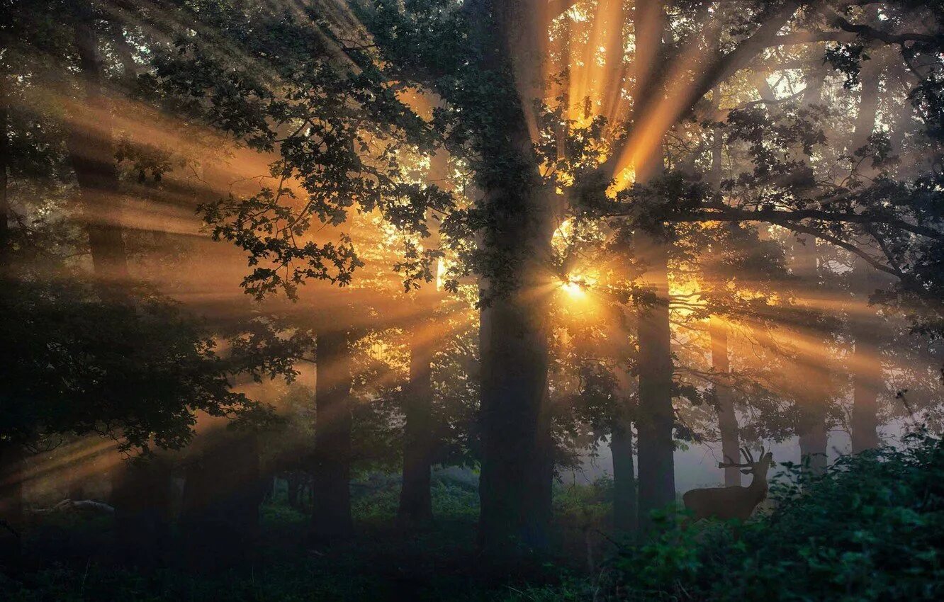 Луч света читать. Лучи солнца. Дерево в лучах солнца. "Солнце в лесу". Солнце сквозь листву.