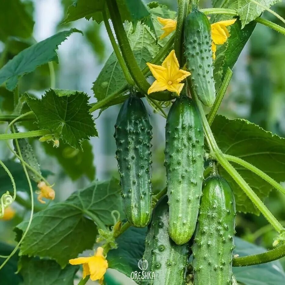 Огурцы парижский корнишон в теплице. Огурец сорт парижский корнишон. Огурец сорт парижский корнишон. Парижские сорт огурцов. Парижские сорт огурцов.