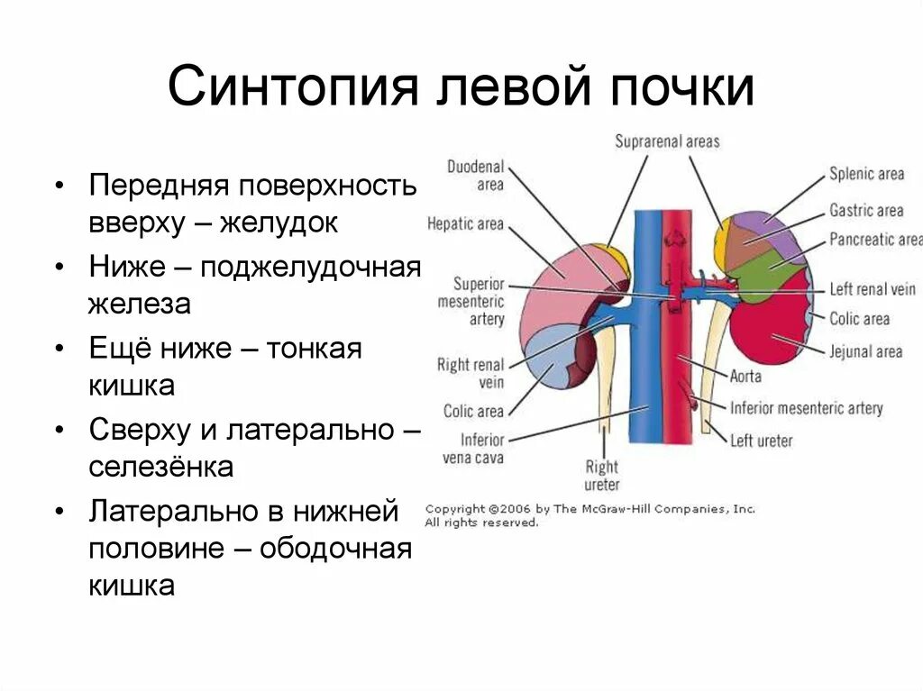 Синтопия мочеточника. Спереди от левой почки находится. Синтопия почек анатомия. Топографическая анатомия почек.