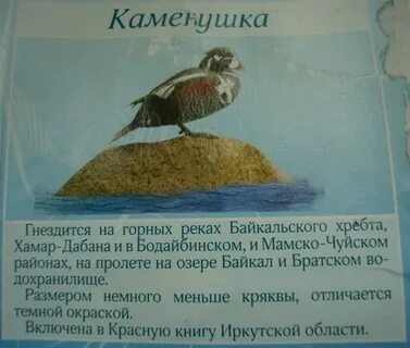 Иркутская красная книга