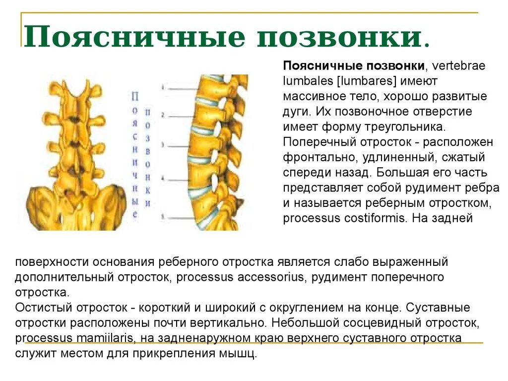 Особенности строения поясничных позвонков. Строение позвонков поясичного отделаотдела. Поясничный позвонок строение анатомия.