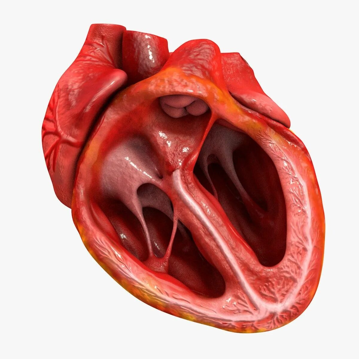 Срез сердца человека. Сердце анатомия. Человеческое сердце в разрезе. Сердце АВ разрезе человека.