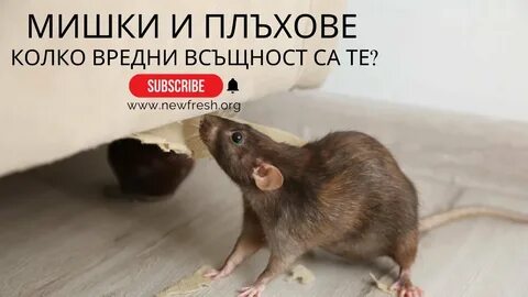 Какой запах не переносят крысы и мыши