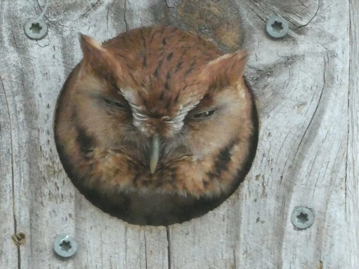 Screech sdbyrim. Screech Owl Dark.