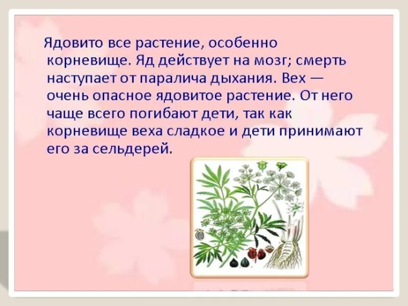 Подготовь сообщение о любых ядовитых растениях грибах. Ядовитые растения доклад. Атлас определитель ядовитые растения. Сообщение о ядовитых растениях. Сообщение о ядовитых растениях и грибах.