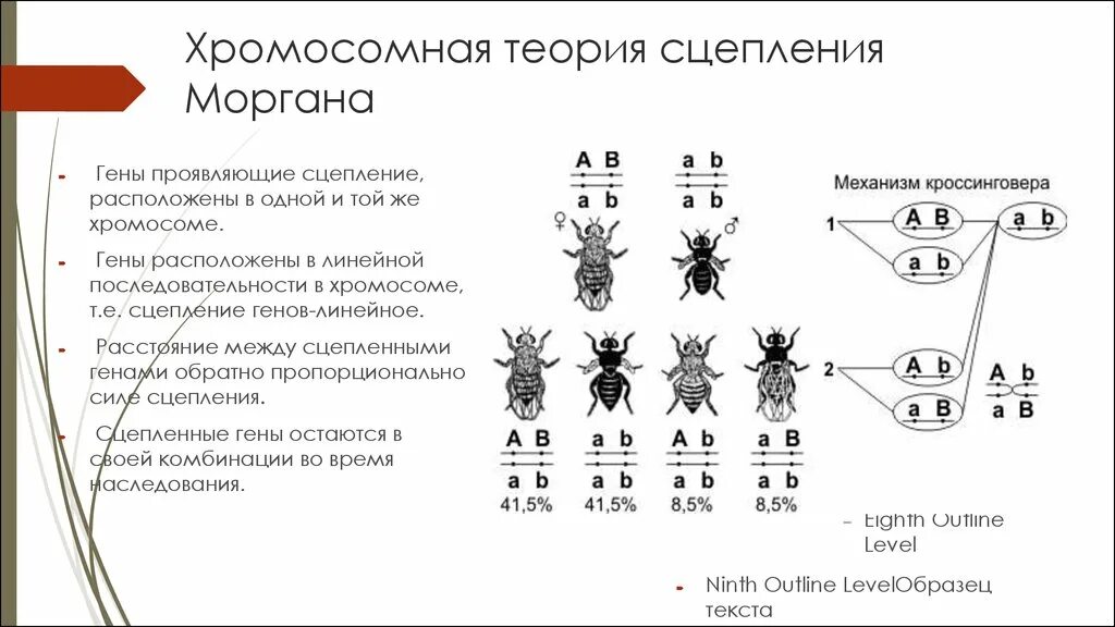 Теория сцепленного наследования т Моргана. Хромосомная теория т Моргана и сцепленное наследование. Хромосомная теория наследственности Моргана схема. Теория сцепленного наследования