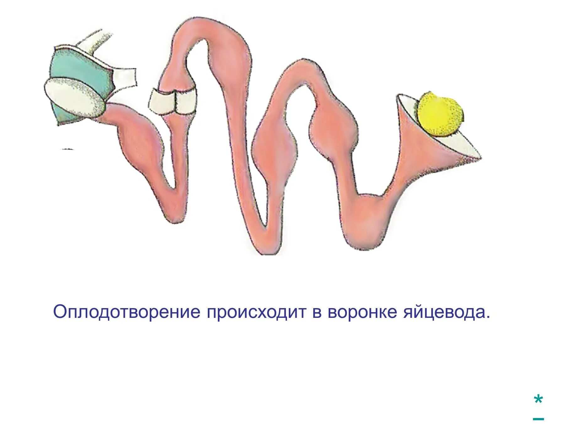 Оплодотворение у пресмыкающихся. Размножение и развитие пресмыкающихся. Размножение и оплодотворение у пресмыкающиеся. Оплодотворение у рептилий. Вид оплодотворения у пресмыкающихся