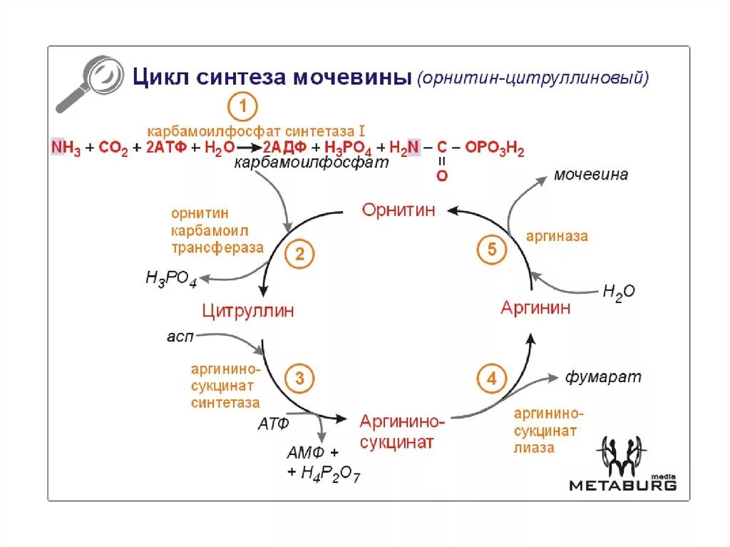 27 синтезы. 112. Орнитиновый цикл синтеза мочевины. Схема синтеза мочевины. Орнитиновый цикл Кребса-Гензелейта. Синтез мочевины в печени биохимия.