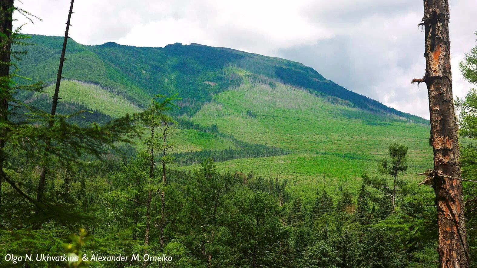 Центральный сихотэ-алинь площадь. Заповедник арсеньева. Заповедник арсеньева. Экотропа арсеньева сихотэ-алинь. Заповедник арсеньева.