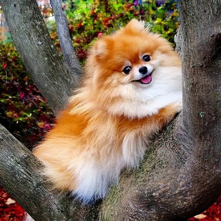 Шпиц померанский шпиц. Померанский шпиц корейский. Собака пиксель. Собачка элис пушистый. Собака пиксель.