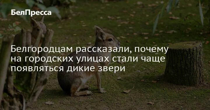 Три секунды спустя дикий зверь мужчина. Три секунды спустя дикий зверь мужчина