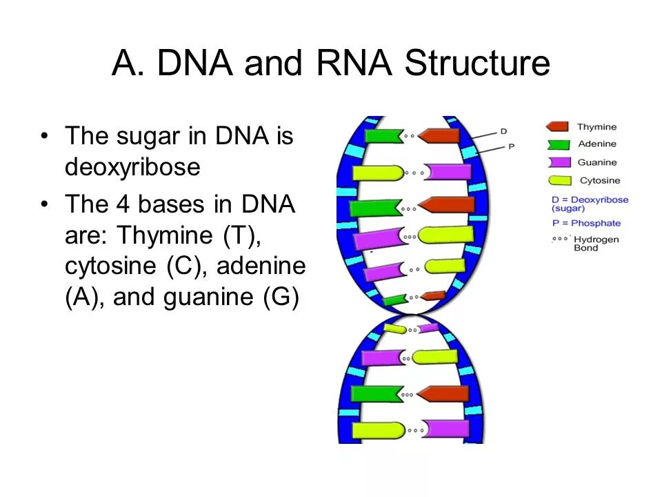 DNA structure. DNA and RNA structure. DNA 60 схема. DNA RNA thymine.