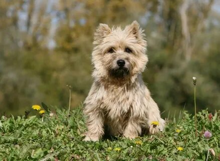Terrier