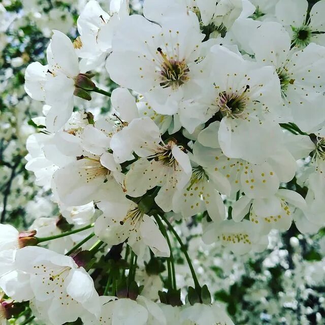 Пышно цветет. Пышно цветет
