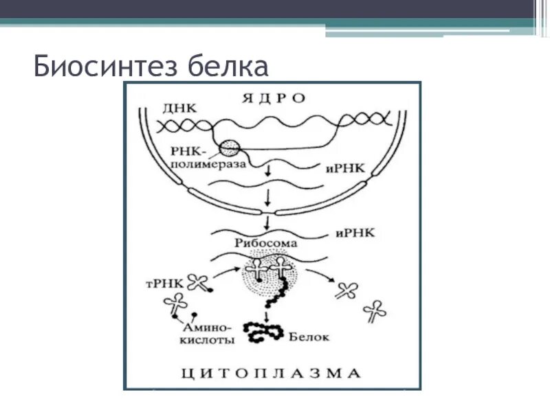 Биосинтез белка биология 10. Схема биосинтеза белка 10 класс. Биосинтез белка рисунок схема. Биосинтез белка схема дидактическая карточка.