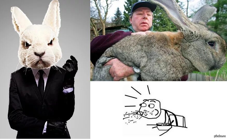 Понял зайчик. Крутой заяц. Человек заяц. Заяц в реальности. Лицо зайца.