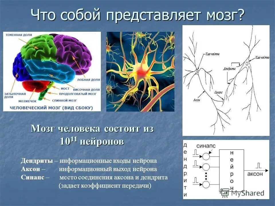 Осуществляет связь между нейронами какой нейрон. Нейроны головного мозга строение. Нейронные связи головного мозга схема. Структура нейронов головного мозга. Нейронная сеть мозга Нейрон.