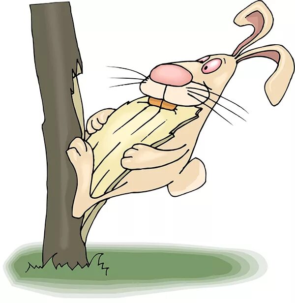 Мыши обгрызли кору. Заяц обгладывает кору. Заяц грызет дерево. Зайцы обгрызли кору. Заяц грызет кору деревьев.