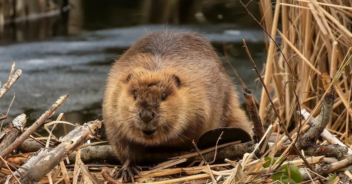 Американский бобра. Канадский Бобр (Castor canadensis). Бобр Речной обыкновенный. Европейский Бобр. Североамериканский Бобр.