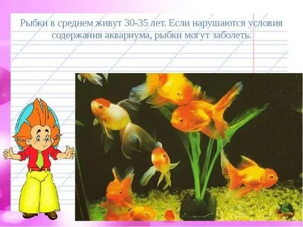 Аквариум рыбки условие содержания
