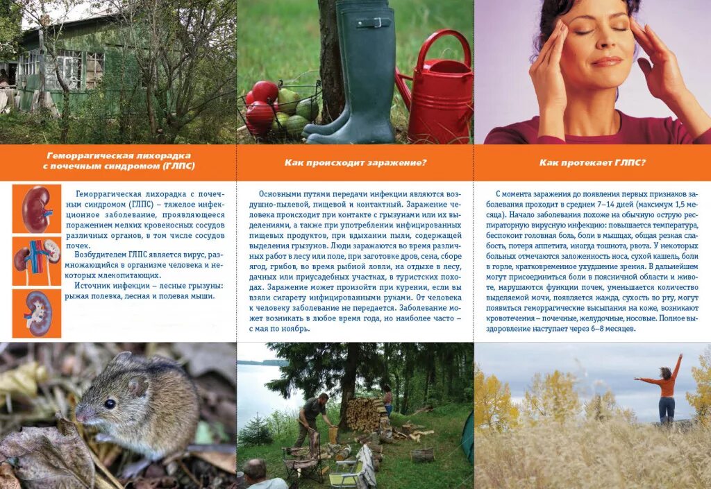 Профилактика геморрагической лихорадки с почечным синдромом глпс. Мышиная лихорадка. Гемморрагическая лихорадка с почечным синдором. Пути передачи геморрагической лихорадки с почечным синдромом. Геморрагическая лихорадка с почечным синдромом.