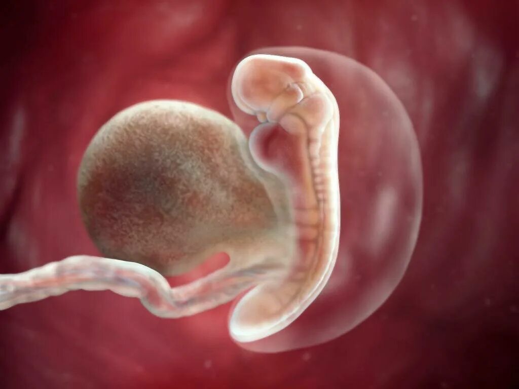 5 акушерская неделя. Эмбрион на 5 неделе беременности. Пятая неделя беременности эмбриона. 5 Акушерских недель беременности фото плода.