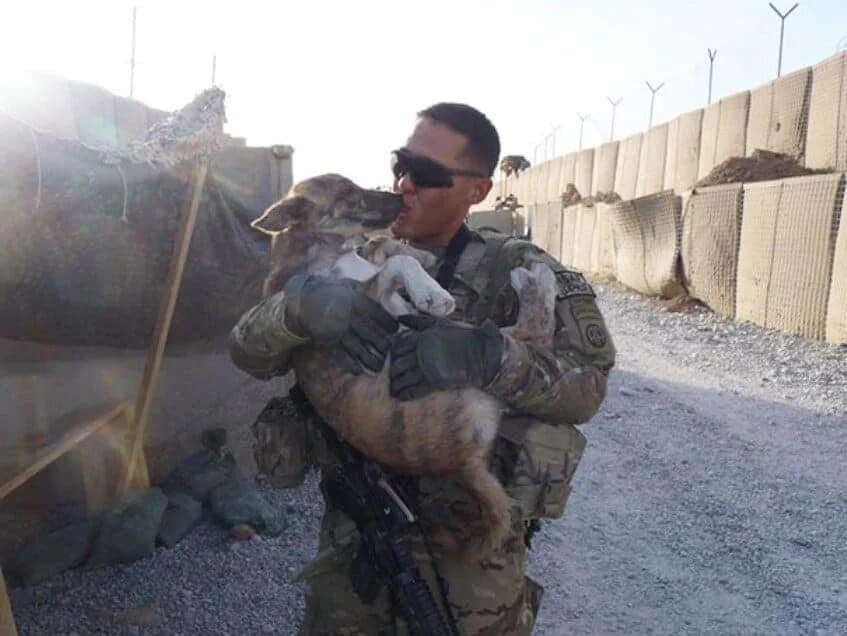 Собаки в Чеченской войне. Собаки в иракской войне. Военные с животными. Солдаты спасают животных.