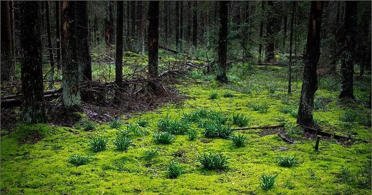 Как называли болото заросшее мхом. Сфагновые мхи болото. Мшистые болота Румыния. Кунашир замшелый лес. Сфагнум заболачивание.