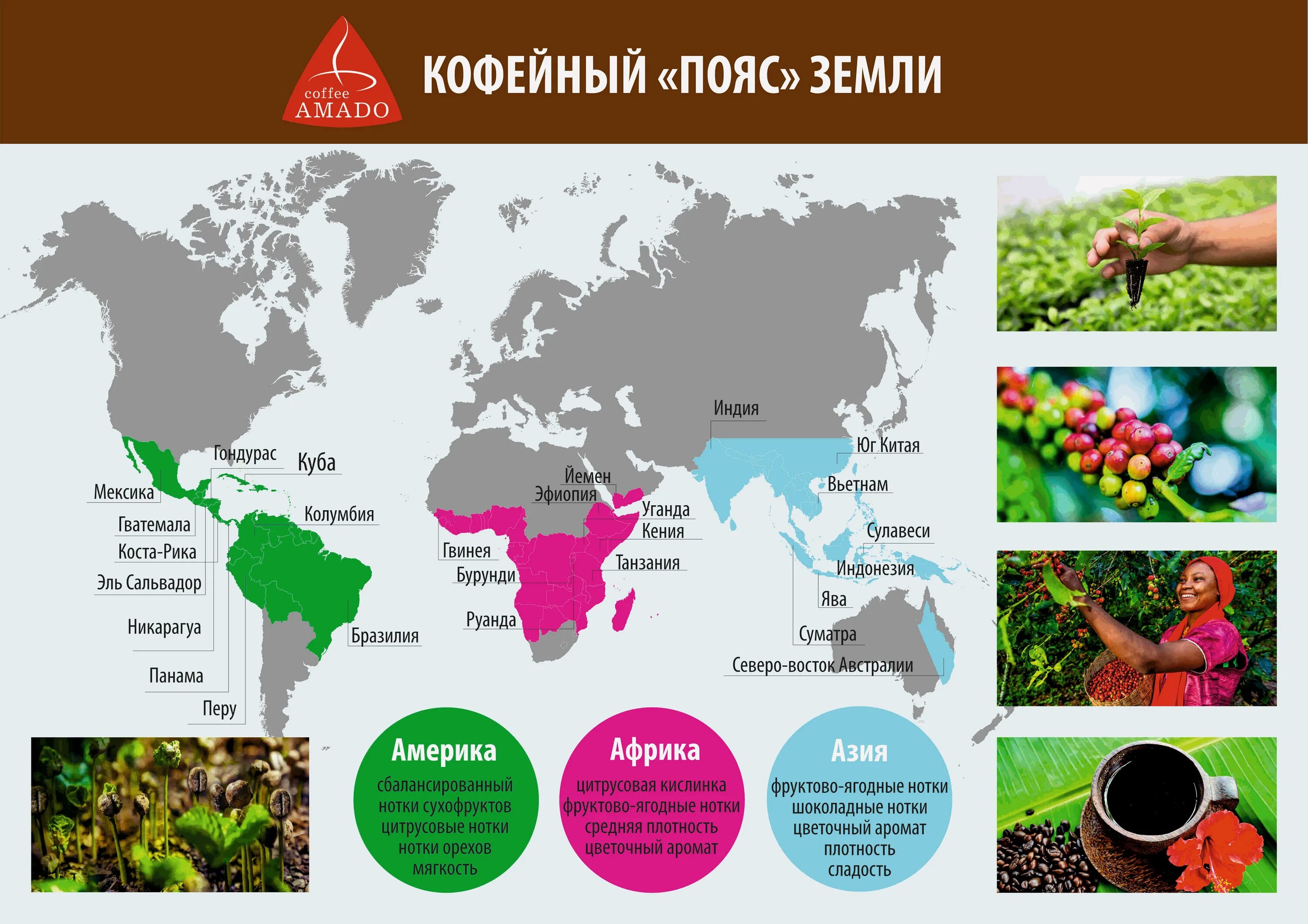 Кофейный пояс земли. Карта произрастания кофе в мире. Страны выращивающие кофе. Где растет кофе карта. Крупнейшая страна производитель чая