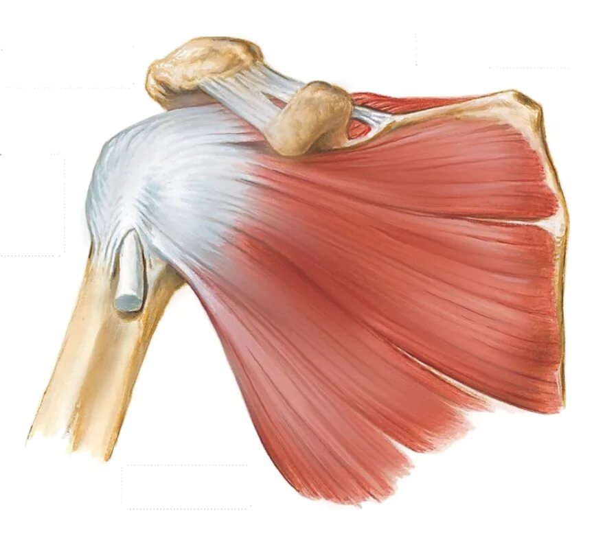 Повреждение сухожилия подлопаточной мышцы. Подлопаточная мышца анатомия. Subscapularis мышца. Musculus Supraspinatus. M Subscapularis мышца.
