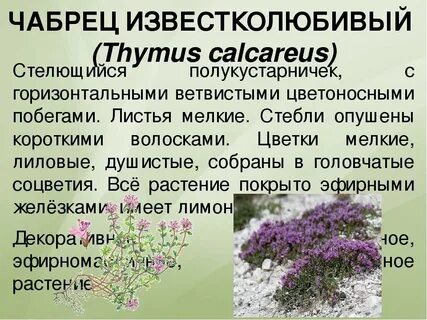 Чабрец свойства противопоказания