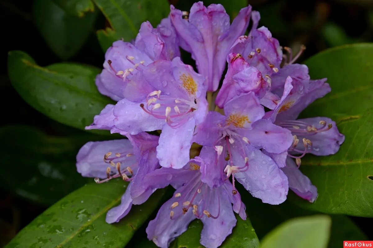 Рододендрон в абхазии фото. Рододендрон сканворд 6. Рододендрон сканворд 6. Сорта рододендронов цветущих в мае. Рододендрон сканворд 6.